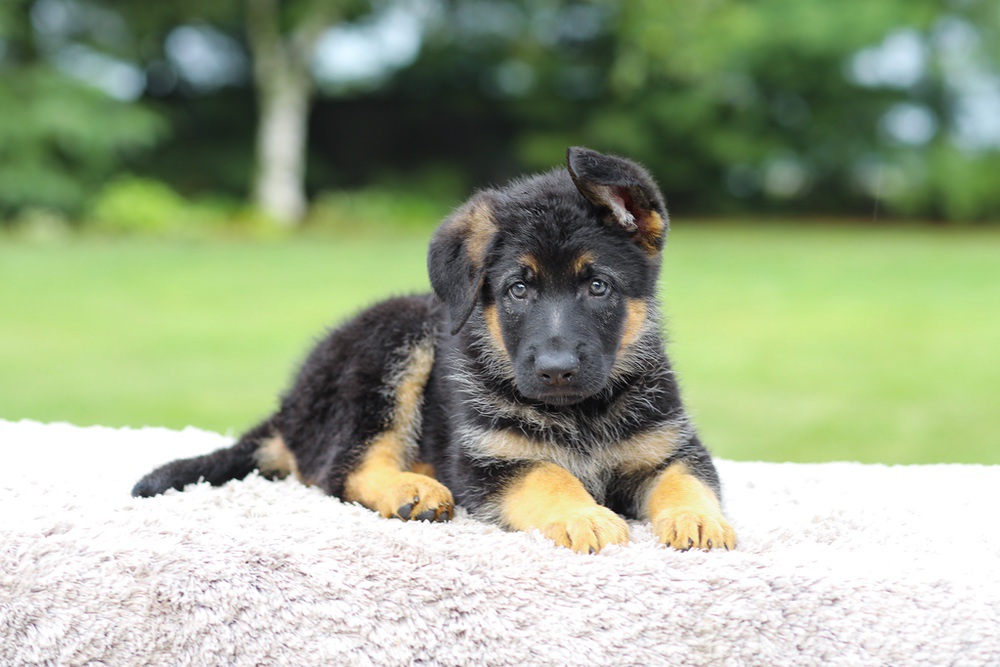Axel Image of Axel, a German Shepherd puppy