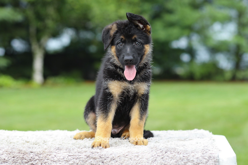 Axel Image of Axel, a German Shepherd puppy