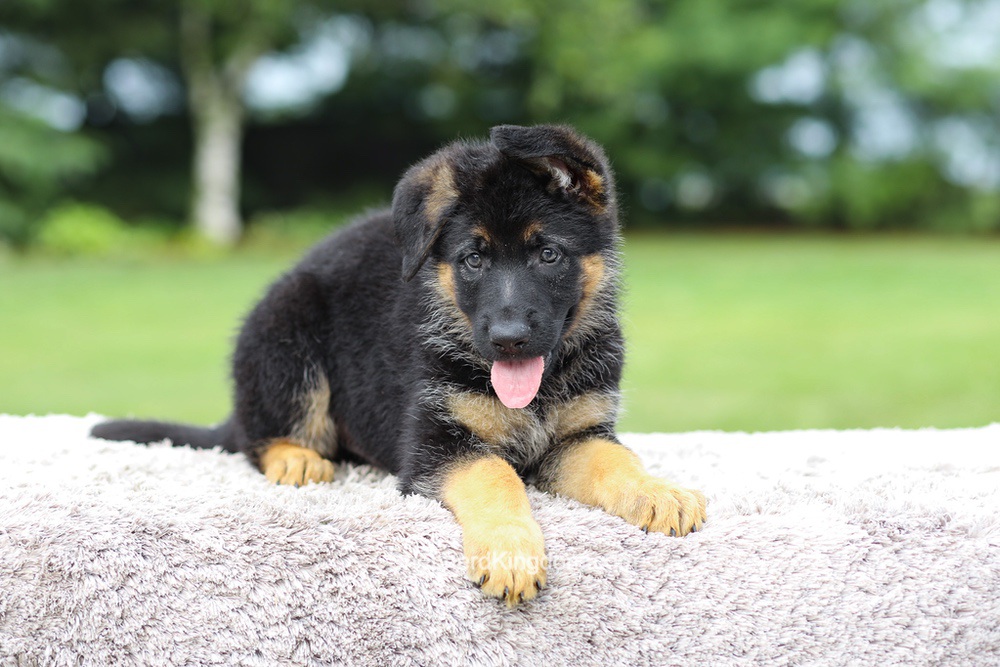 Axel Image of Axel, a German Shepherd puppy
