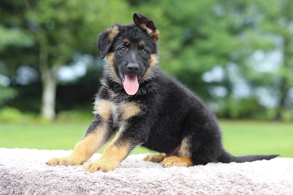 Axel Image of Axel, a German Shepherd puppy
