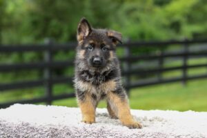Image of Bentley, a German Shepherd puppy