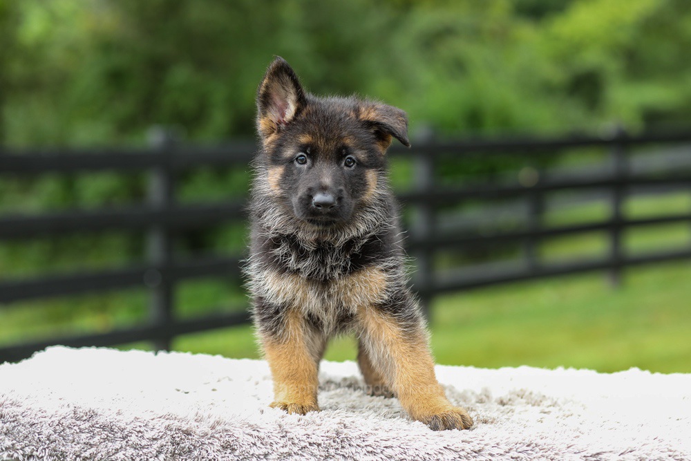 Bentley Image of Bentley, a German Shepherd puppy