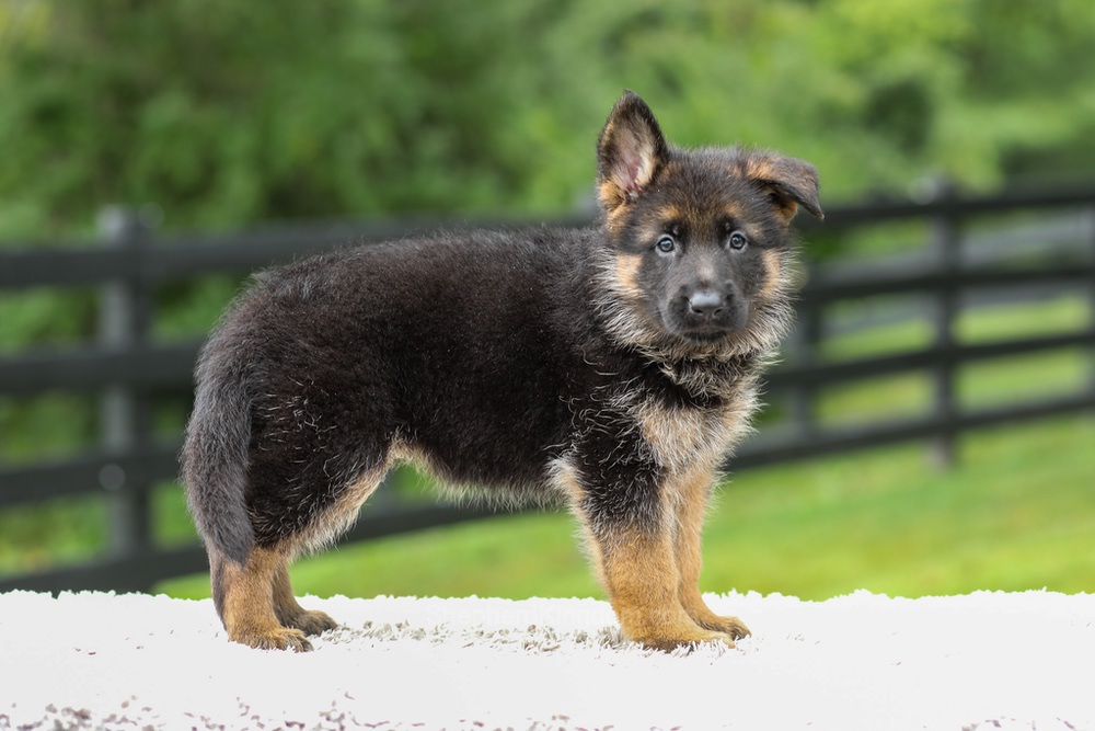 Bentley Image of Bentley, a German Shepherd puppy