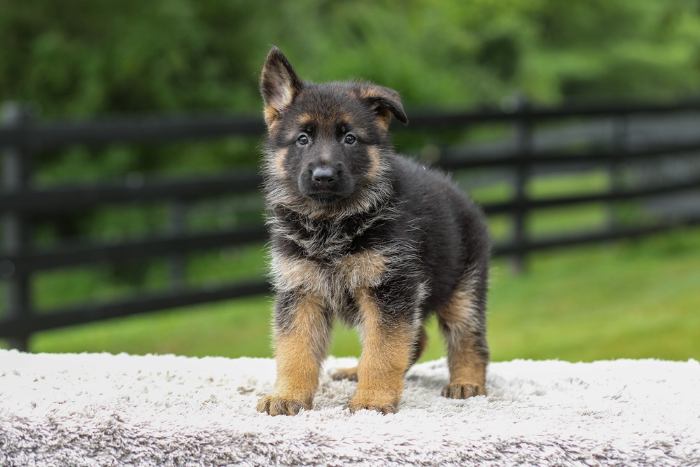 Bentley Image of Bentley, a German Shepherd puppy