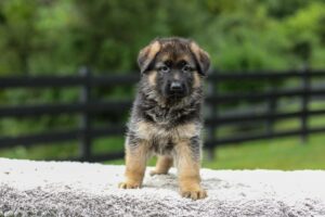 Image of Beverly, a German Shepherd puppy