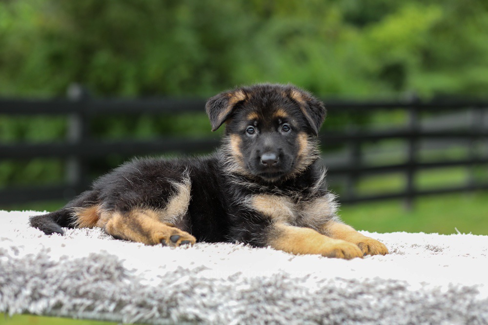Blossom Image of Blossom, a German Shepherd puppy