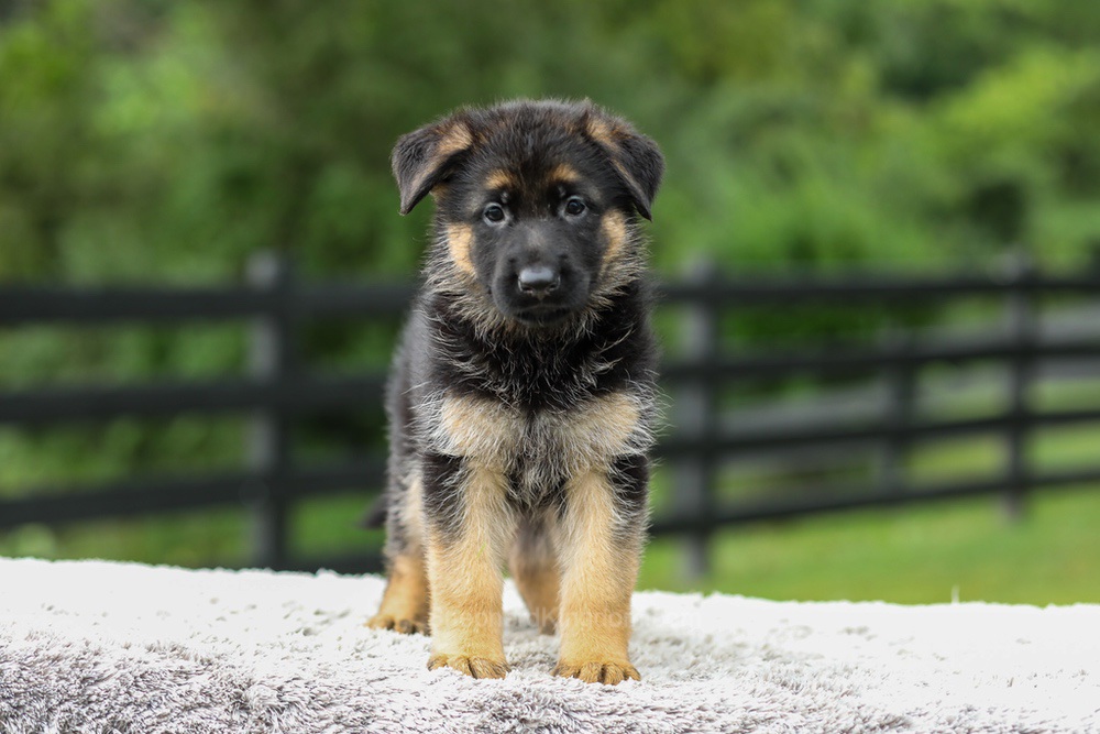 Blossom Image of Blossom, a German Shepherd puppy
