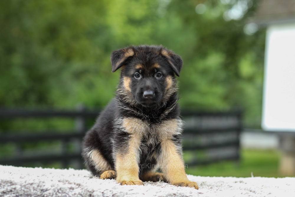 Blossom Image of Blossom, a German Shepherd puppy