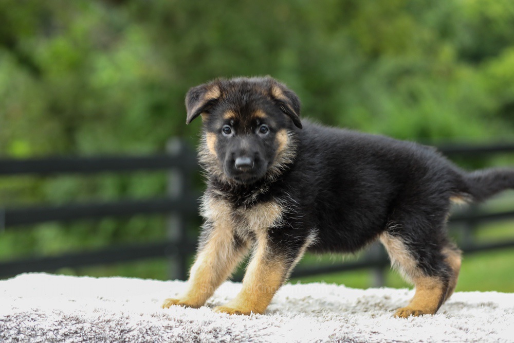 Blossom Image of Blossom, a German Shepherd puppy