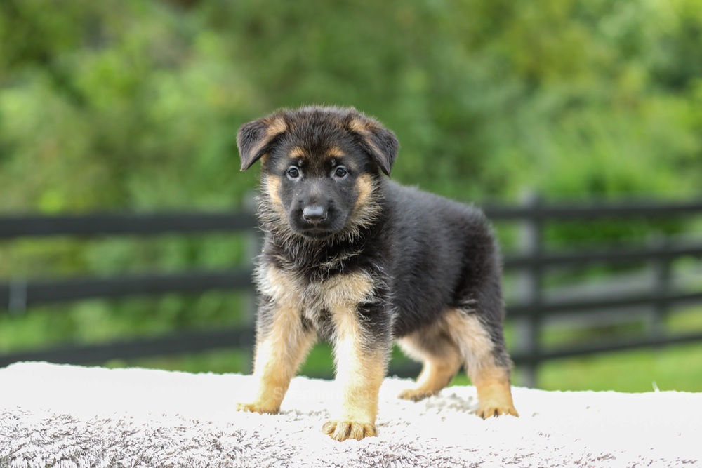 Blossom Image of Blossom, a German Shepherd puppy