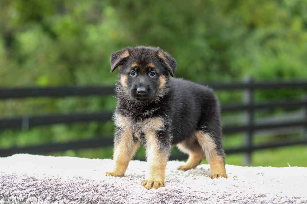 Blossom Image of Blossom, a German Shepherd puppy