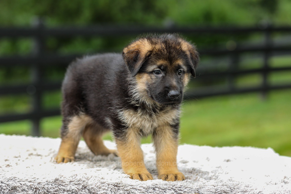 Brooklyn Image of Brooklyn, a German Shepherd puppy