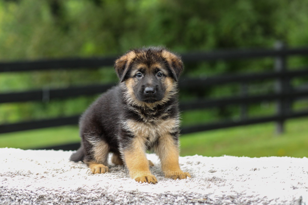 Brooklyn Image of Brooklyn, a German Shepherd puppy