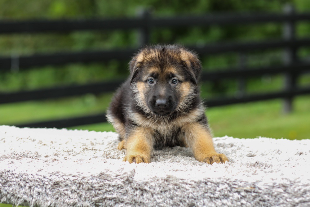 Brooklyn Image of Brooklyn, a German Shepherd puppy