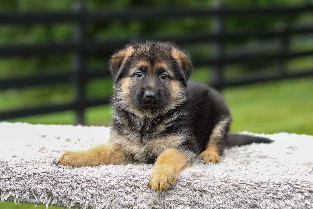 Brooklyn Image of Brooklyn, a German Shepherd puppy