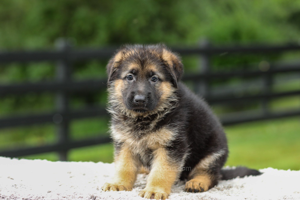 Brooklyn Image of Brooklyn, a German Shepherd puppy
