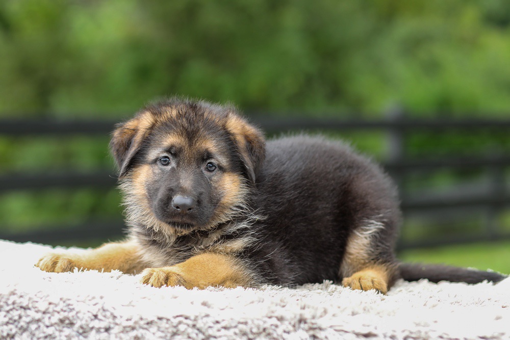 Brooklyn Image of Brooklyn, a German Shepherd puppy