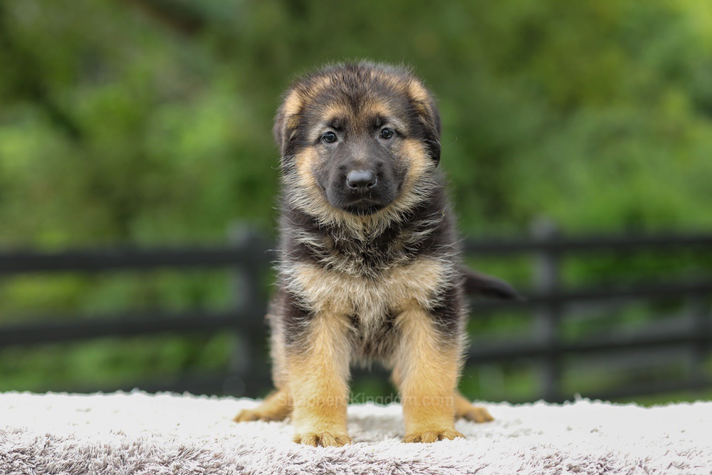 Brooklyn Image of Brooklyn, a German Shepherd puppy