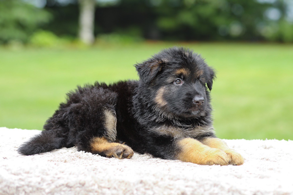 Calvin Image of Calvin, a German Shepherd puppy