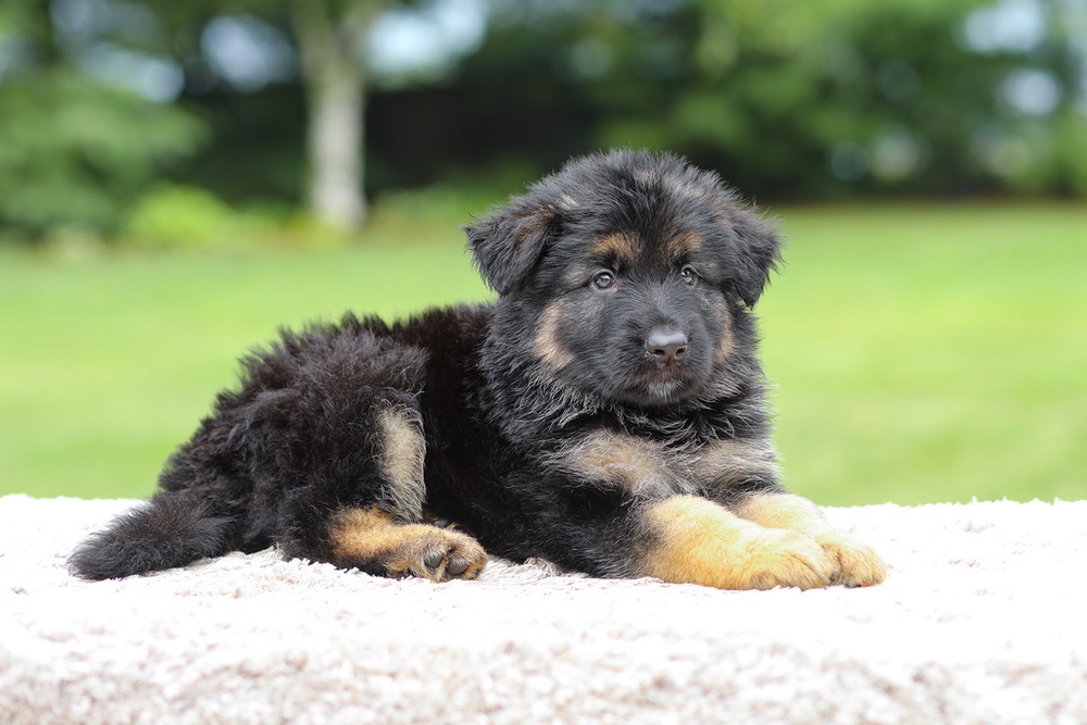 Calvin Image of Calvin, a German Shepherd puppy
