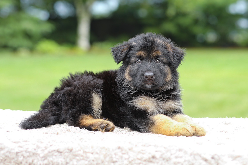 Calvin Image of Calvin, a German Shepherd puppy