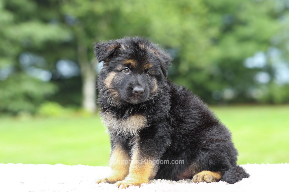 Calvin Image of Calvin, a German Shepherd puppy