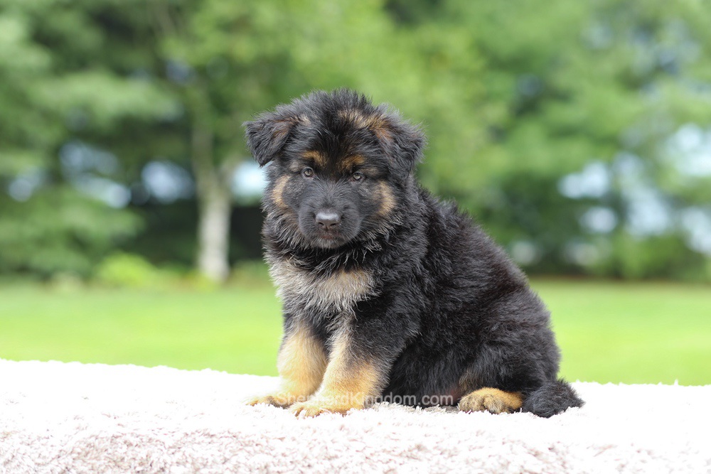 Calvin Image of Calvin, a German Shepherd puppy