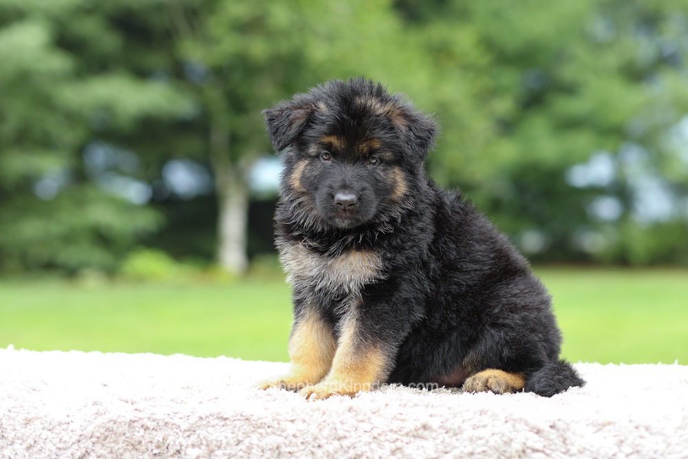 Calvin Image of Calvin, a German Shepherd puppy