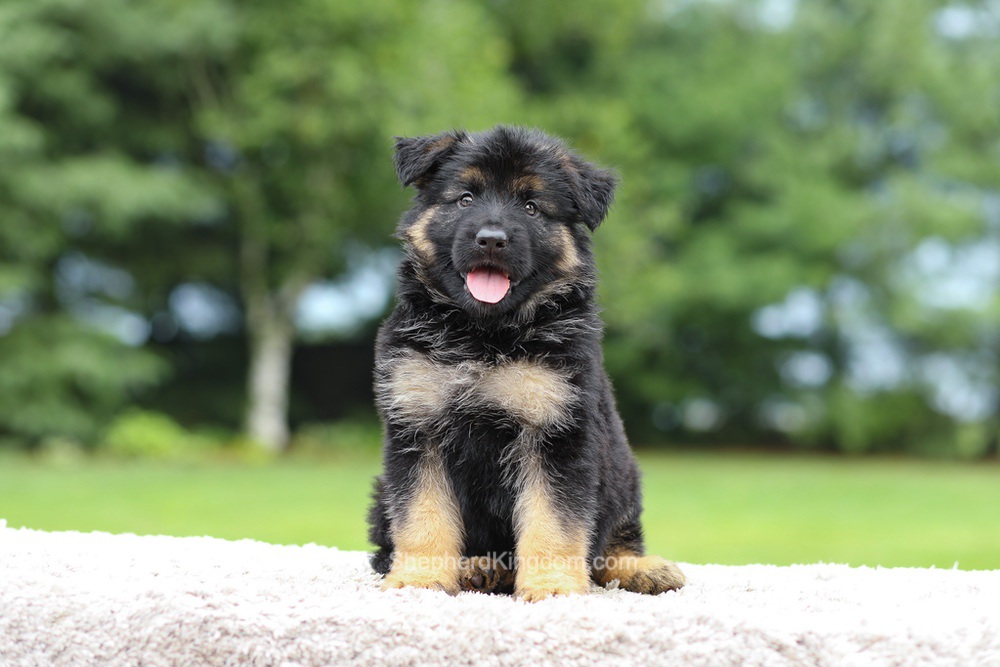 Calvin Image of Calvin, a German Shepherd puppy