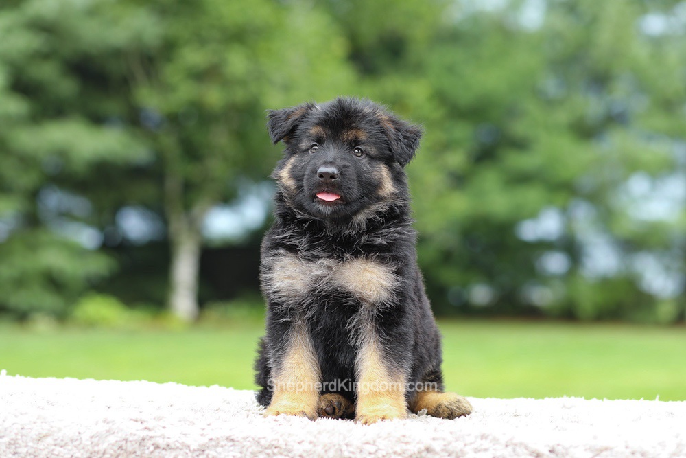 Calvin Image of Calvin, a German Shepherd puppy
