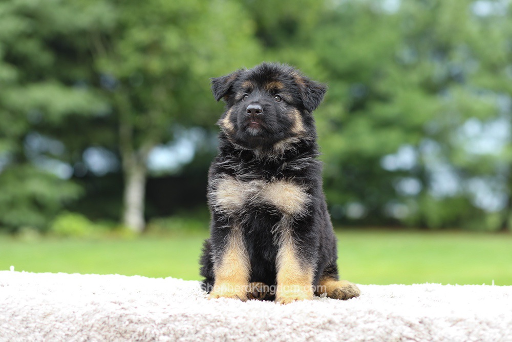 Calvin Image of Calvin, a German Shepherd puppy