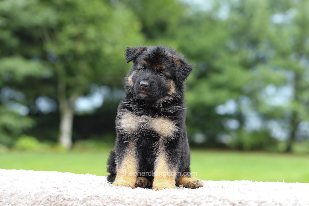 Calvin Image of Calvin, a German Shepherd puppy