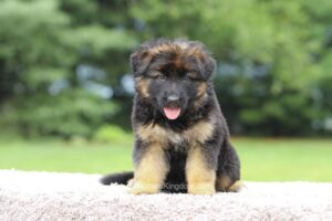 Image of Cleo, a German Shepherd puppy