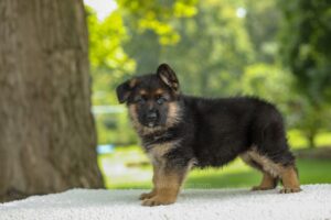 Image of Daisy, a German Shepherd puppy