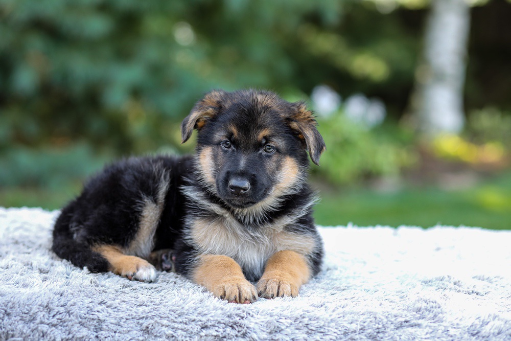 Elantra Image of Elantra, a German Shepherd puppy