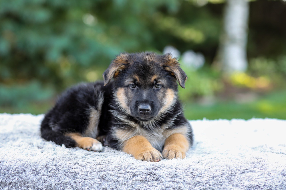 Elantra Image of Elantra, a German Shepherd puppy