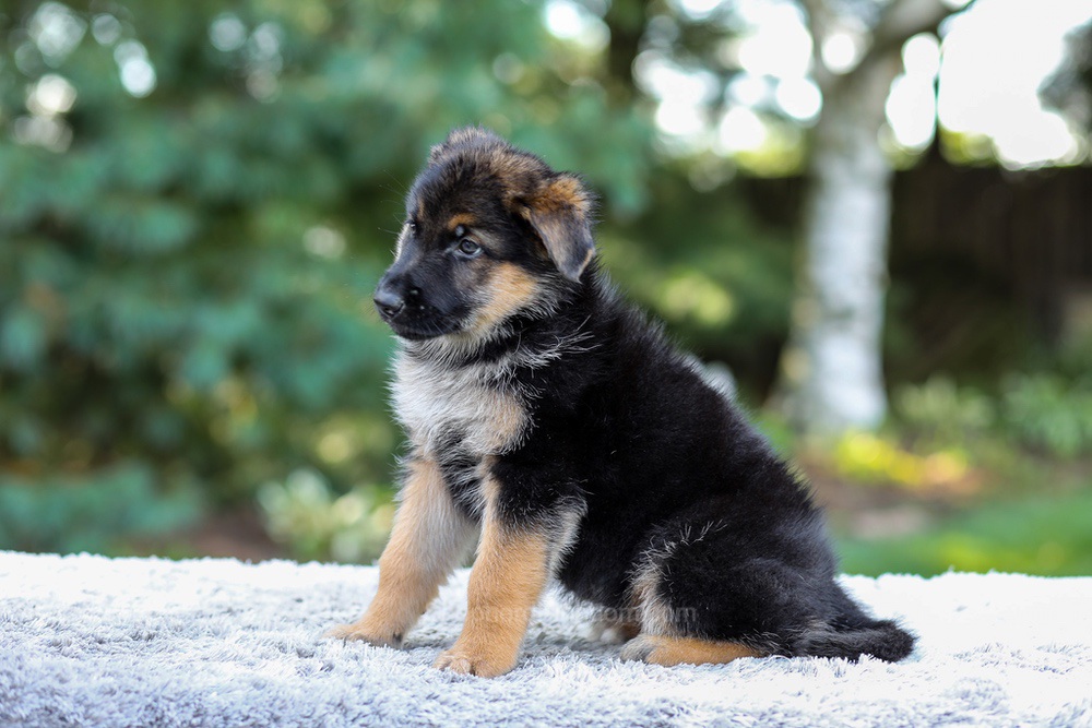 Elantra Image of Elantra, a German Shepherd puppy