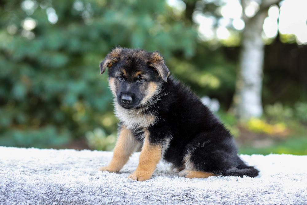 Elantra Image of Elantra, a German Shepherd puppy