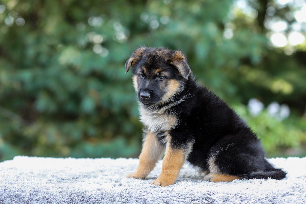 Elantra Image of Elantra, a German Shepherd puppy