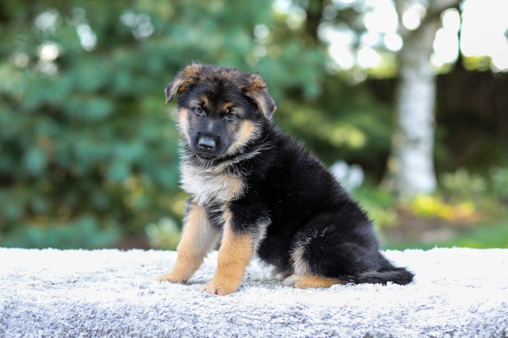 Elantra Image of Elantra, a German Shepherd puppy