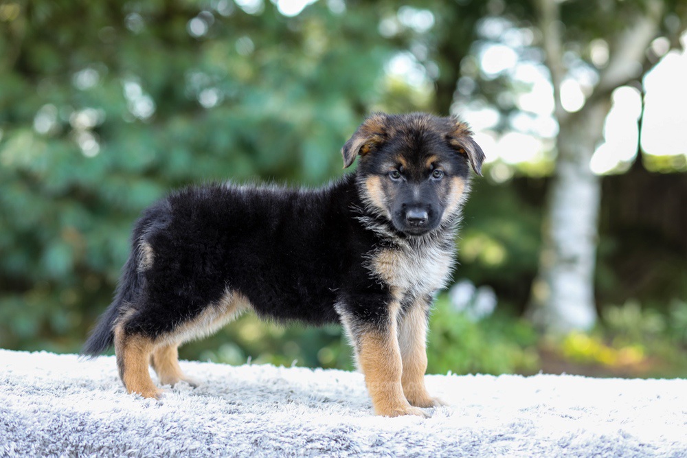 Elantra Image of Elantra, a German Shepherd puppy