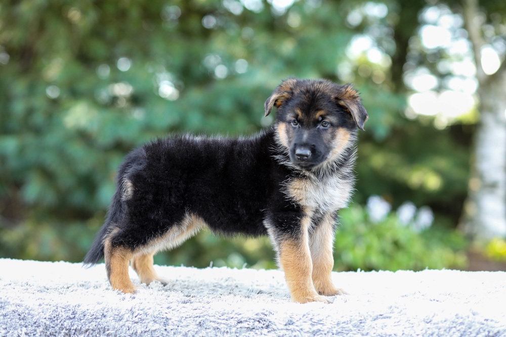 Elantra Image of Elantra, a German Shepherd puppy