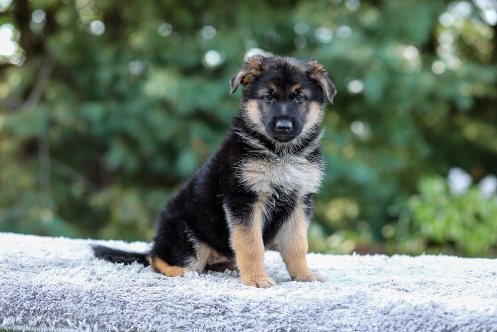Elantra Image of Elantra, a German Shepherd puppy