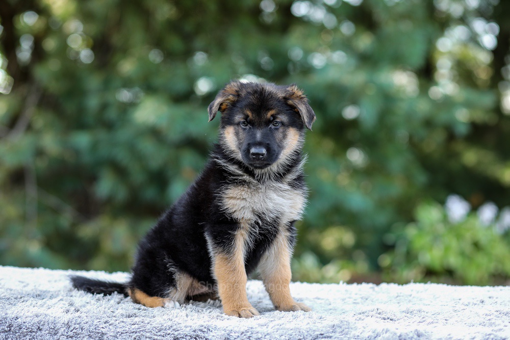 Elantra Image of Elantra, a German Shepherd puppy