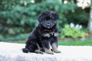 Image of Elly, a German Shepherd puppy