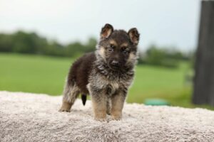 Image of Meadow, a German Shepherd puppy