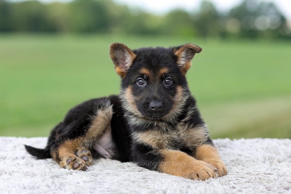 Valor Image of Valor, a German Shepherd puppy