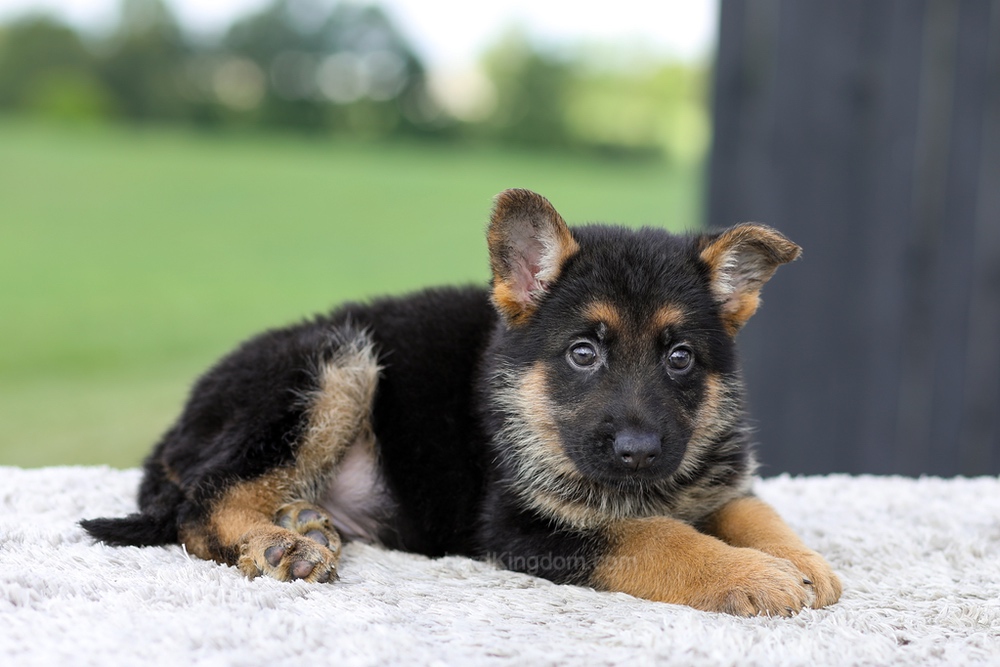 Valor Image of Valor, a German Shepherd puppy