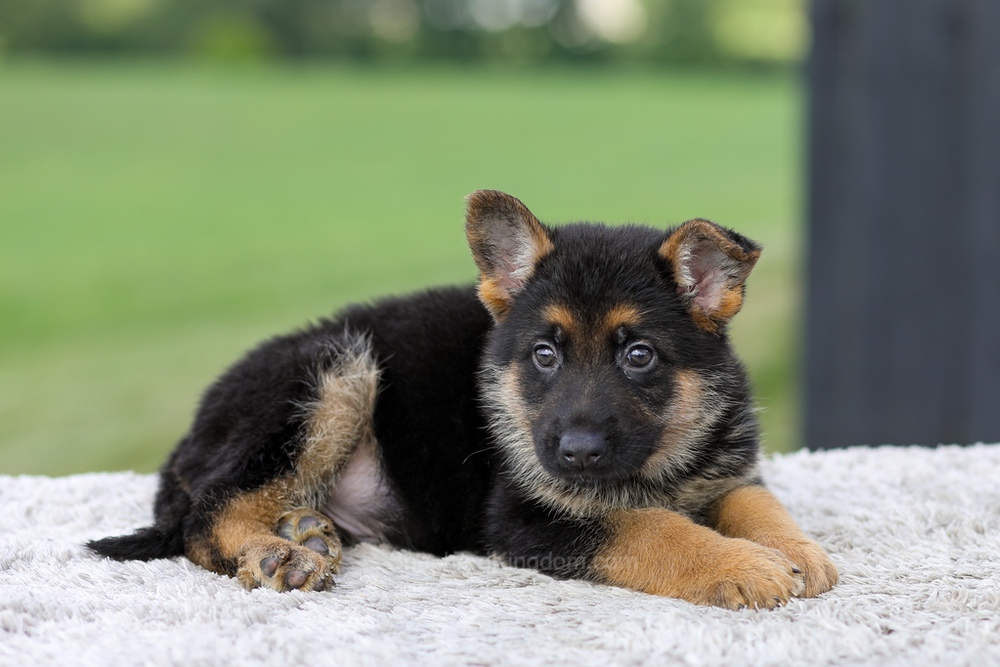 Valor Image of Valor, a German Shepherd puppy