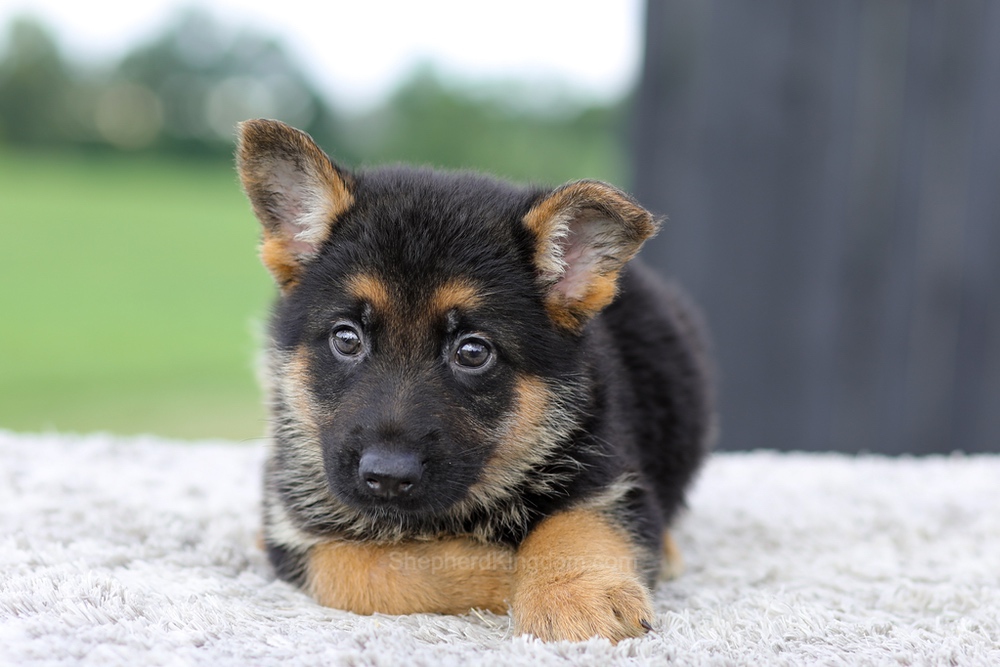 Valor Image of Valor, a German Shepherd puppy